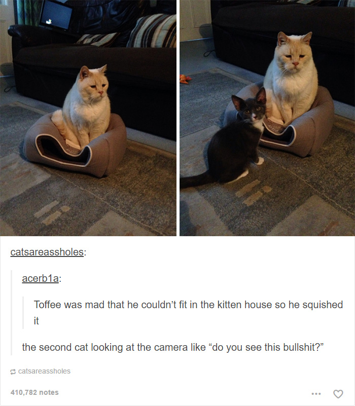 Funny Cats