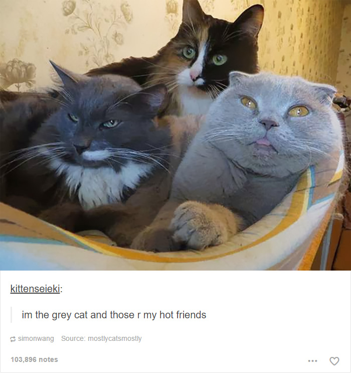 Funny Cats