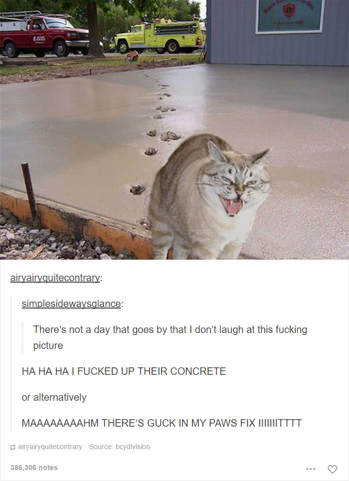 Funny Cats