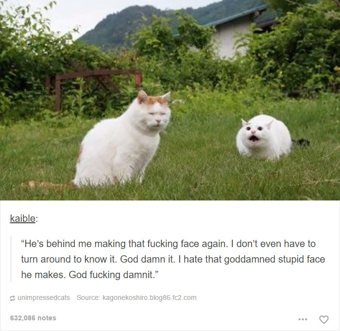 Funny Cats