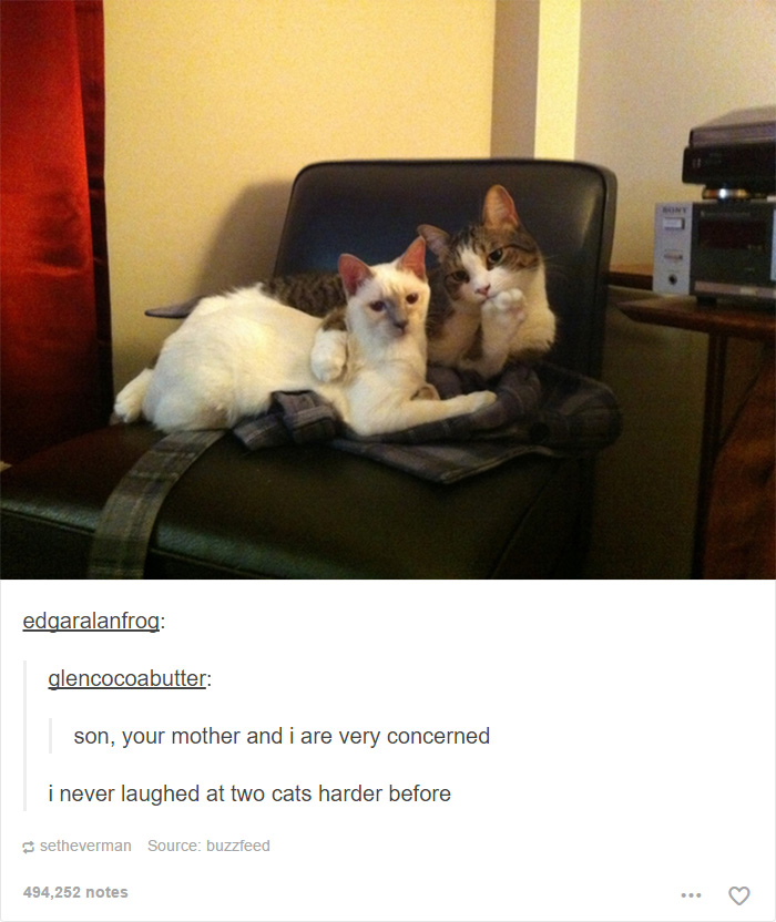 Funny Cats