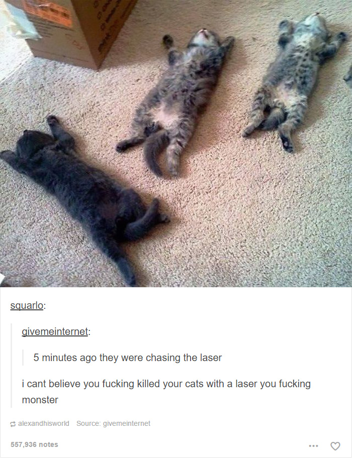 Funny Cats