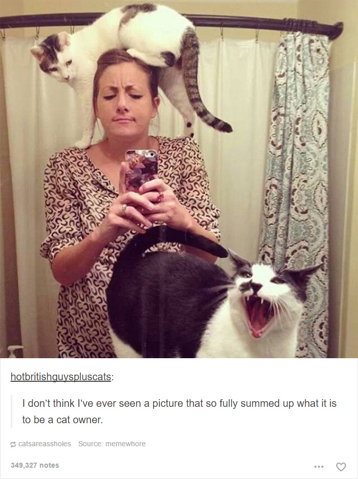 Funny Cats