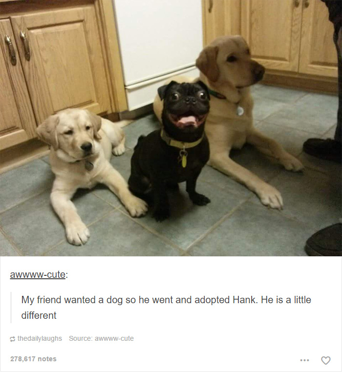 Funny Dogs
