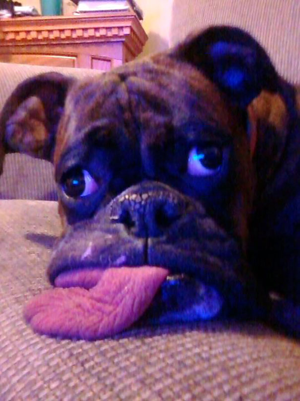 There Is No Better Way To Put It. My Dog Is Absolute Bonk