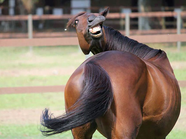 Derpy Horse