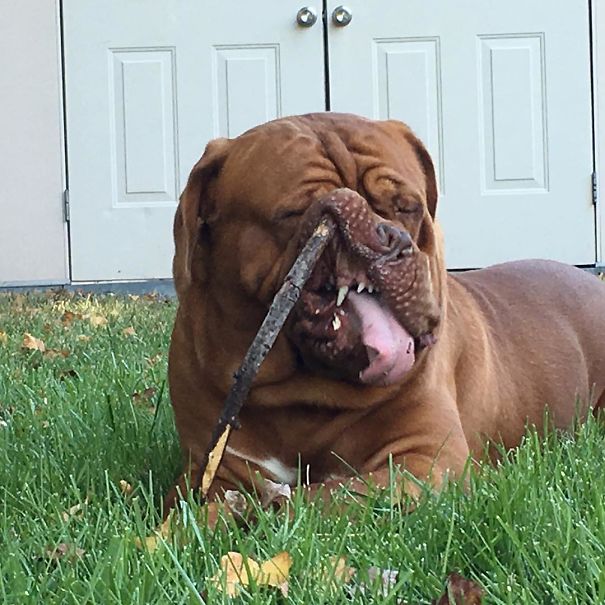 Stick Fetching Gone Wrong