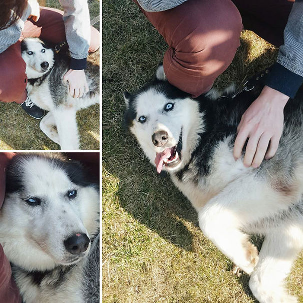 Our Derpy Husky Aika Loves To Take Photos