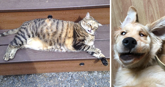 50 Horribly Non-Photogenic Animals That Will Make You Laugh Way Harder Than You Should