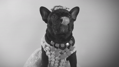 I Sent My French Bulldog On The Time Machine To Find The Perfect Sweater (9 Pics)