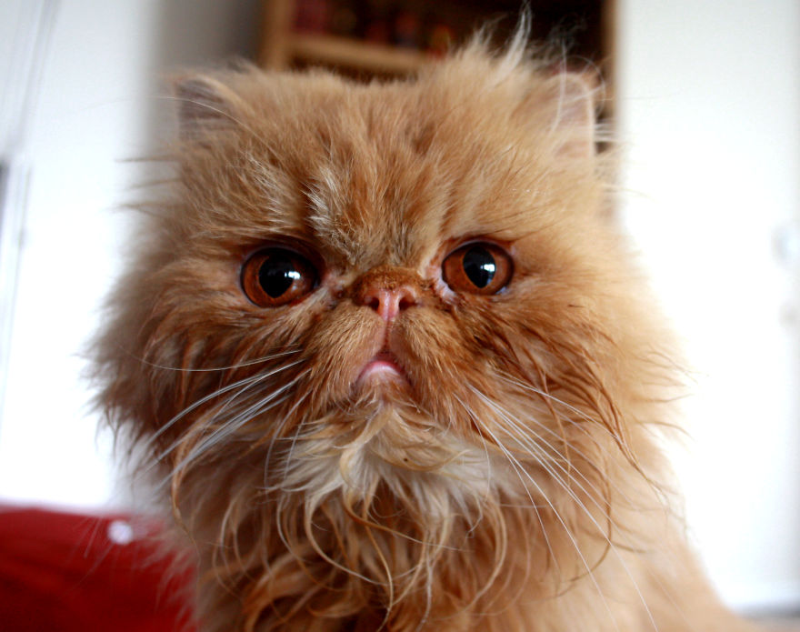 Meet Lord Wellington The Cat: Natural Redhead With A Witty Cattitude Meet Lord Wellington The Cat: Natural Redhead With A Witty Cattitude