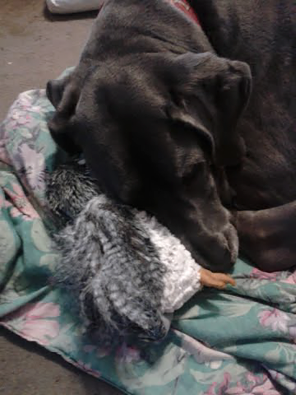 great-dane-owl-toy-pet-4