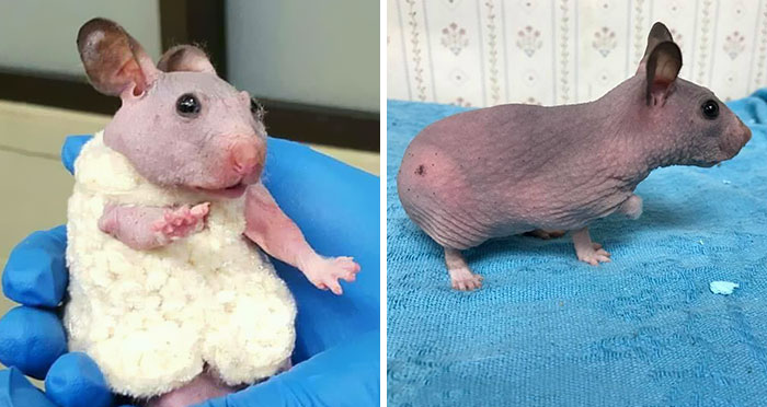 Abandoned Hairless Hamster Gets A Tiny Sweater To Protect From Cold