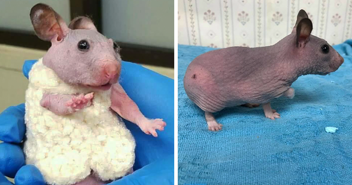 Abandoned Hairless Hamster Gets A Tiny Sweater To Protect From Cold.