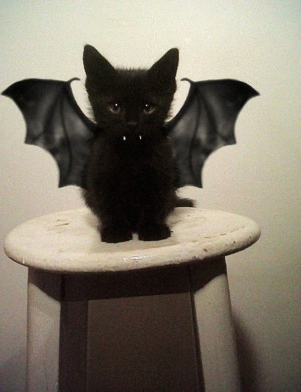 Black cat dressed in a bat costume