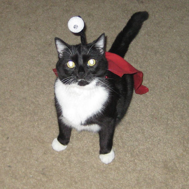 Let The Feast Of A Thousand Hams Begin! - My Cat Stewie Dressed Up As Nibbler From Last Halloween