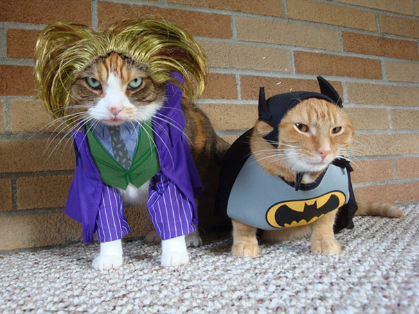 Jocat And Batcat