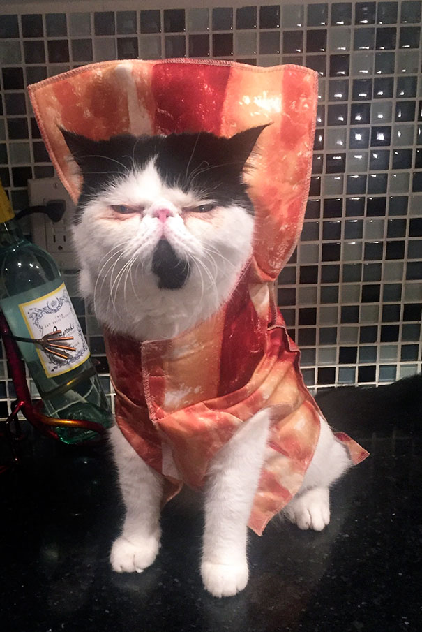 Bacon Cat