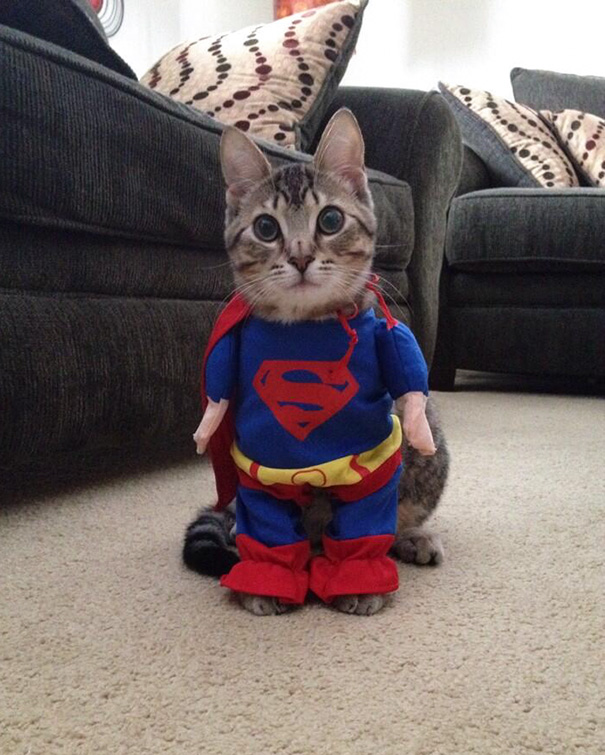 Supercat!