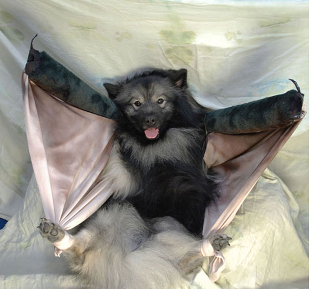 A Batdog