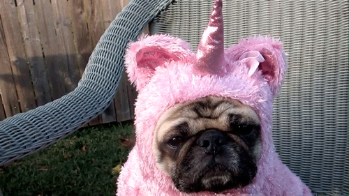 Unicorn Pug