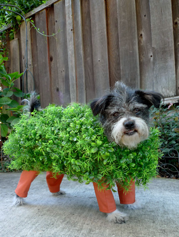 Chia Pet Kitai