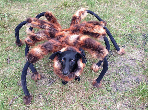 Tarantula