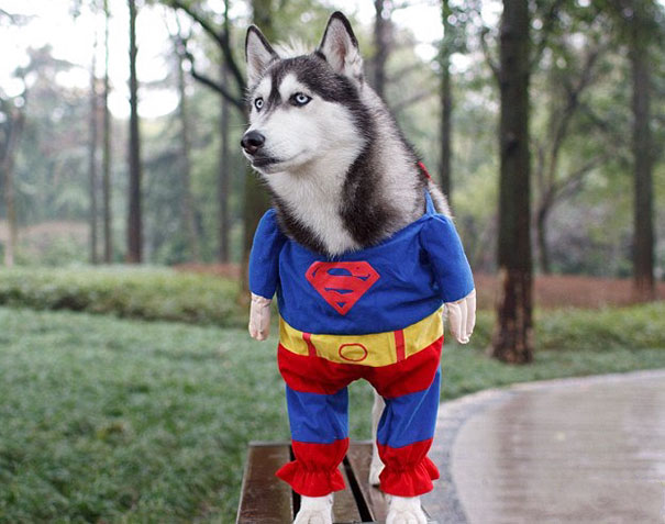 Superdog!