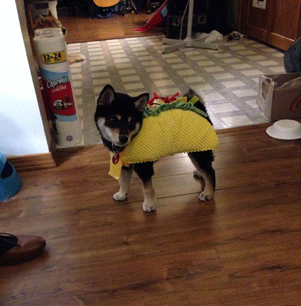 Taco Dog
