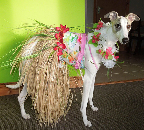 Hula Dog