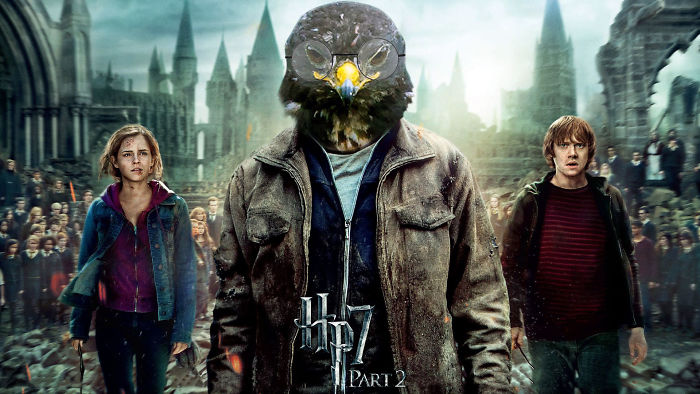 Hawk Potter