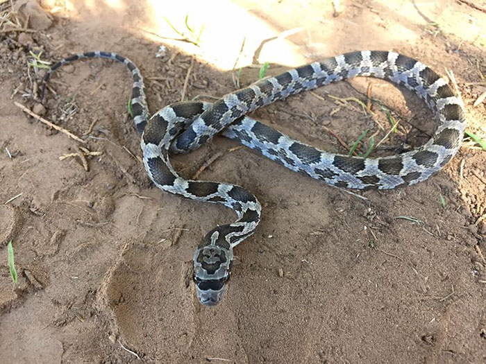 hipster-snake-sunglasses-karlie-gray-2a