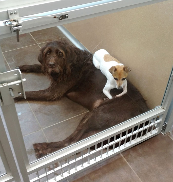 homeless-dogs-cuddling-4