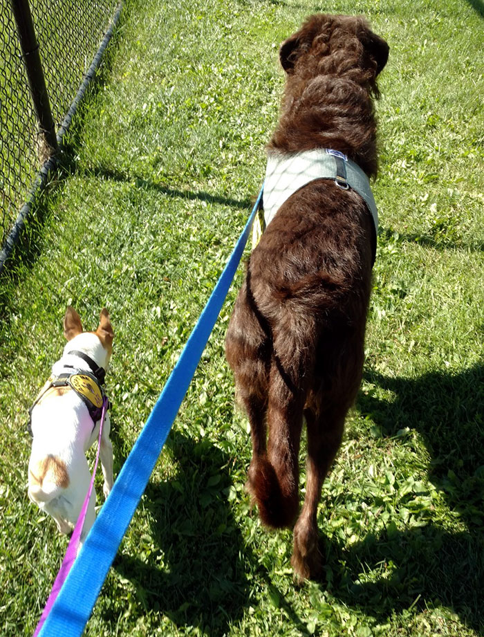 homeless-dogs-cuddling-7