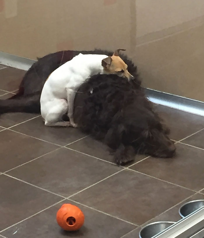 homeless-dogs-cuddling-8