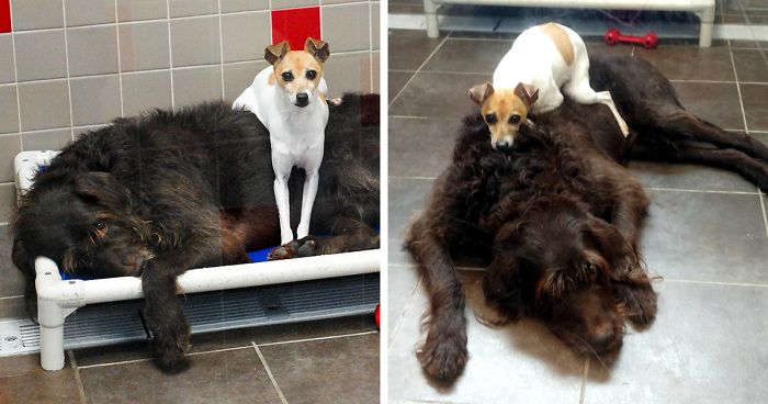 After Losing Their Homes, These Two Dogs Won’t Stop Cuddling In The Shelter
