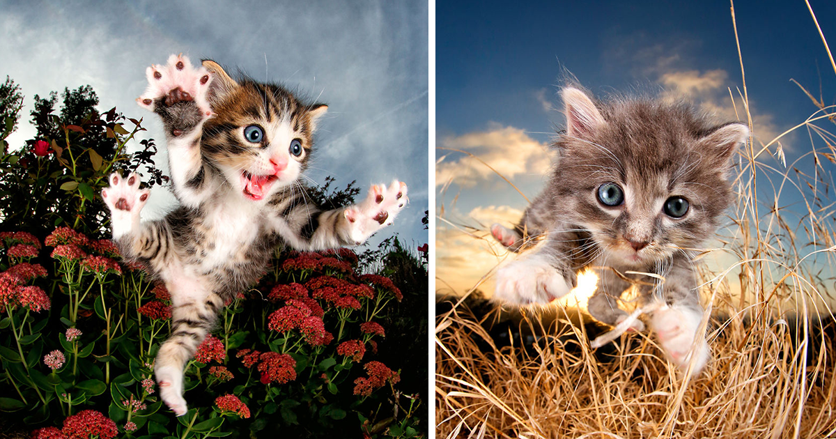 Rescue Kittens Caught In Mid-Pounce (11 Pics)
