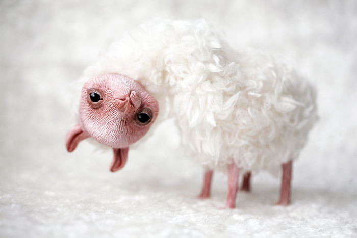 Cute And Creepy Dolls