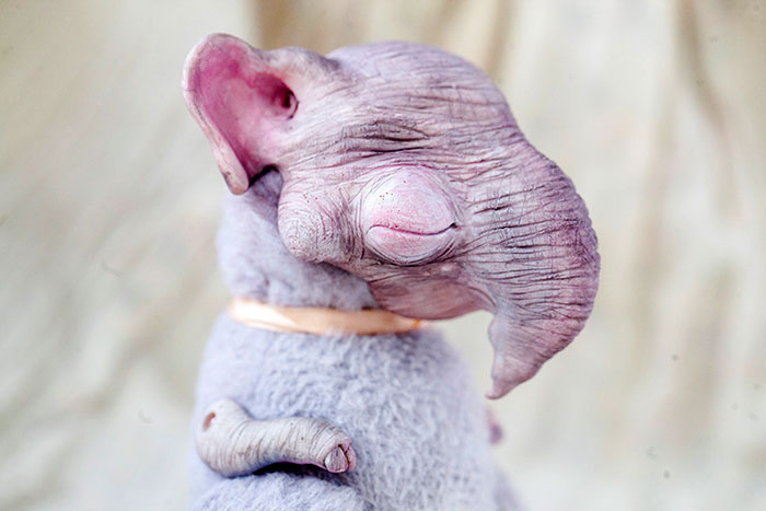 I Create Super Cute And Creepy Dolls