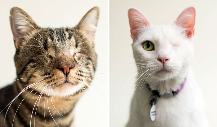 I Capture The Beauty Of Blind Cats To Help Them Get Adopted