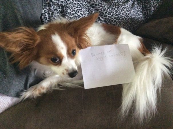 Beware Of Doggie Cuteness!