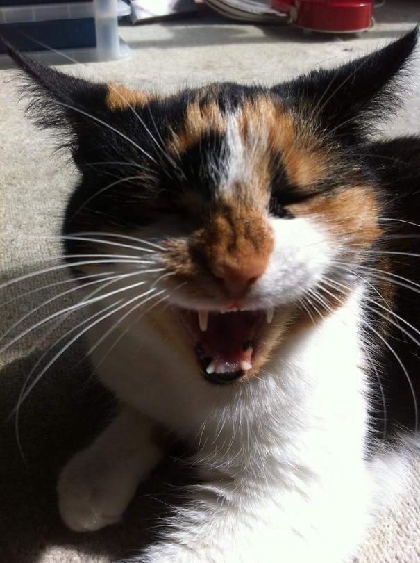 Poppy Thought It Was A Good Joke