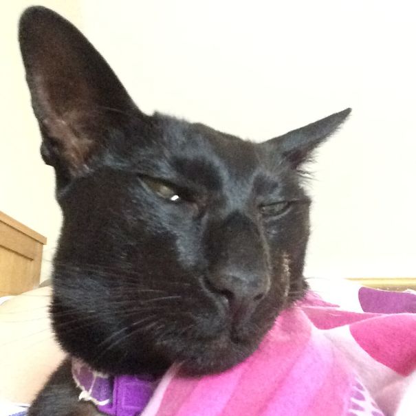 I Call Her Batcat Shes A Pedigree Eony Oriental Pricey But Not Pretty