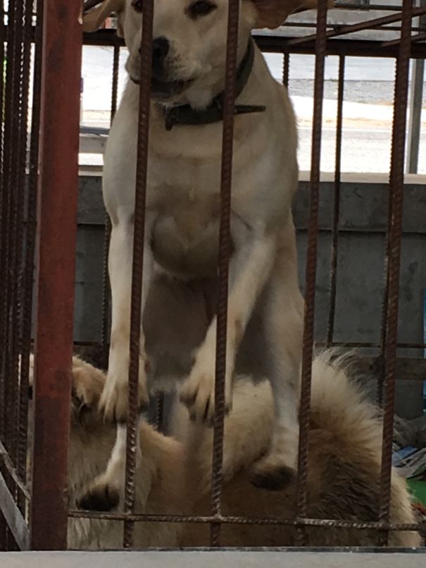 Hoooooo-jahhhhhhh!!!