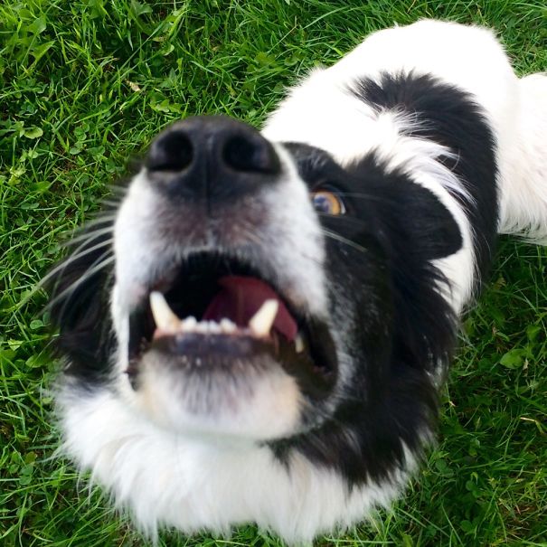 Skye After The Ball. 🐾