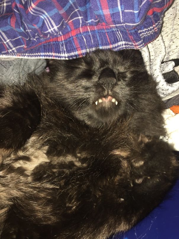 Vampire Cat