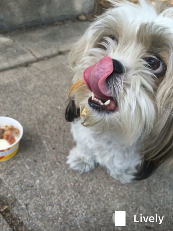 Pawbenders From Good Times.