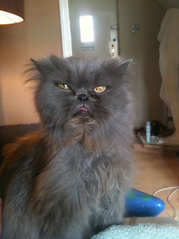 Hello? Yes My Cat Seems To Be Malfunctioning