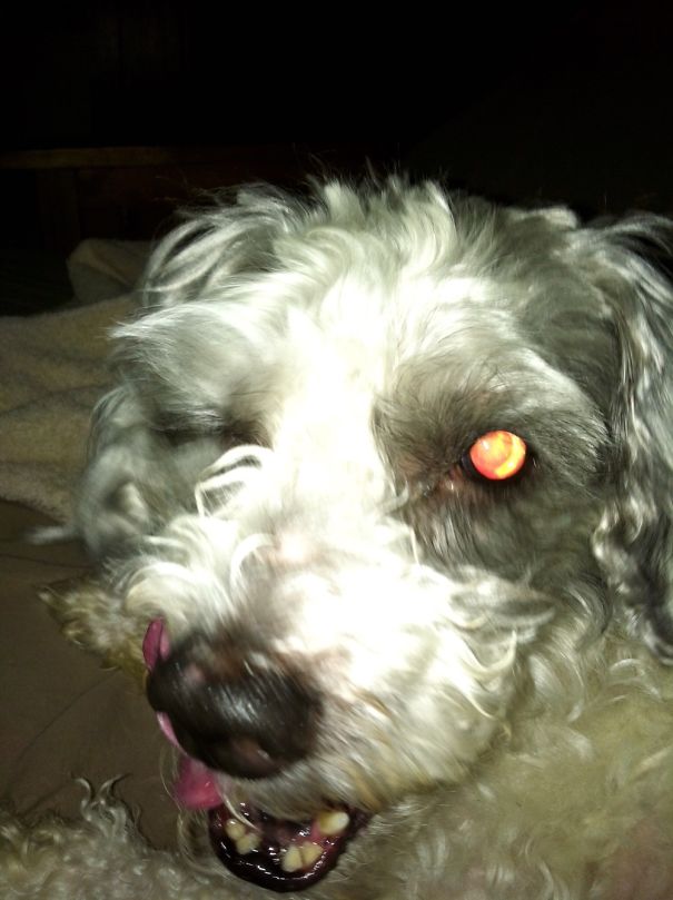 My Dog Is A Big Fan Of The Walking Dead......