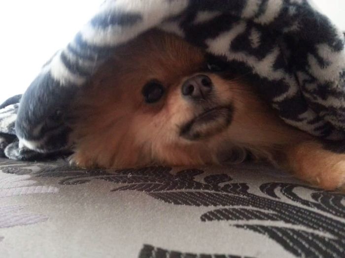 I Photograph My Beautiful Puppers